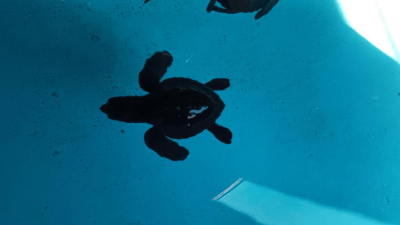 The Beach Bungalows & Turtle Sanctuary Pemuteran Esterno foto