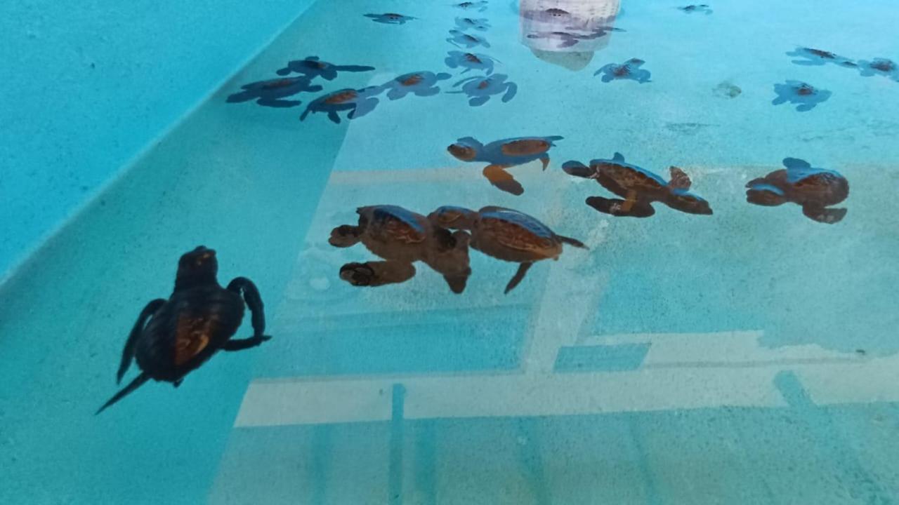 The Beach Bungalows & Turtle Sanctuary Pemuteran Esterno foto