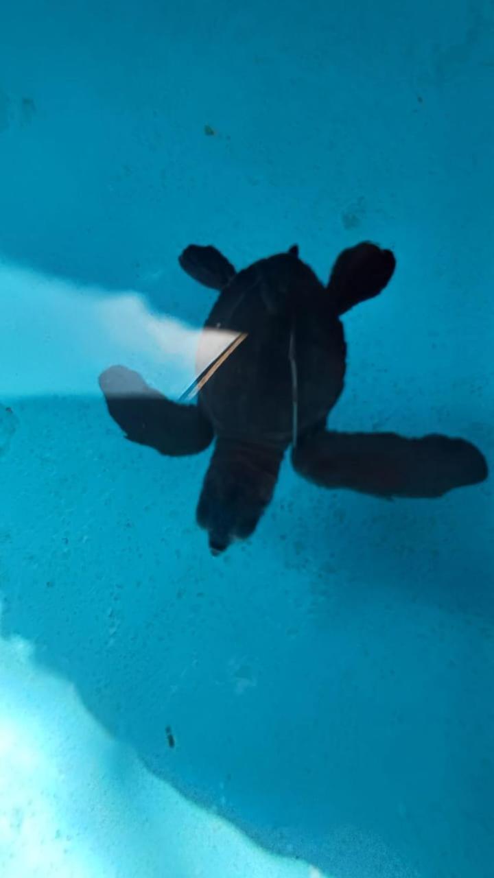 The Beach Bungalows & Turtle Sanctuary Pemuteran Esterno foto