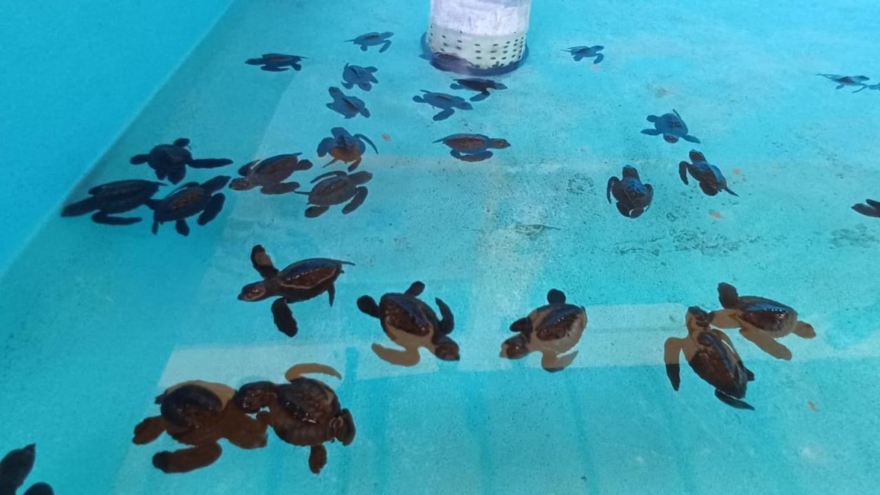 The Beach Bungalows & Turtle Sanctuary Pemuteran Esterno foto